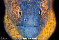 Moray ELL by Ahmed Mohamed 